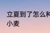 立夏到了怎么种小麦 立夏到了如何种小麦