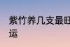 紫竹养几支最旺运 紫竹养多少支最旺运