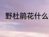 野杜鹃花什么样 野杜鹃花简单介绍