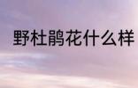 野杜鹃花什么样 野杜鹃花简单介绍