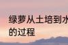 绿萝从土培到水培 绿萝从土培到水培的过程