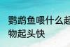 鹦鹉鱼喂什么起头快 鹦鹉鱼喂哪些食物起头快