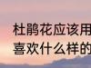 杜鹃花应该用什么样的土来养 杜鹃花喜欢什么样的土壤
