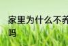 家里为什么不养扶桑 家里可以养扶桑吗