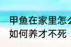 甲鱼在家里怎么养才不死 甲鱼在家里如何养才不死
