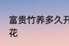 富贵竹养多久开花 富贵竹养多久会开花