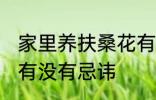 家里养扶桑花有忌讳吗 家里养扶桑花有没有忌讳