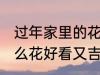 过年家里的花放什么好 过年家里放什么花好看又吉祥