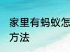 家里有蚂蚁怎么消灭 家里蚂蚁多消灭方法
