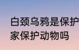 白颈乌鸦是保护动物吗 白颈乌鸦是国家保护动物吗