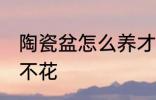 陶瓷盆怎么养才不花 陶瓷盆如何养才不花
