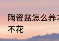 陶瓷盆怎么养才不花 陶瓷盆如何养才不花