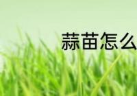 蒜苗怎么养 蒜苗如何养