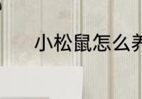 小松鼠怎么养 小松鼠怎么养呢