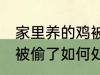 家里养的鸡被偷了怎么办 家里养的鸡被偷了如何处理
