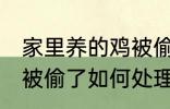 家里养的鸡被偷了怎么办 家里养的鸡被偷了如何处理