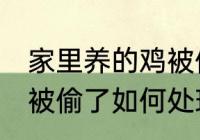 家里养的鸡被偷了怎么办 家里养的鸡被偷了如何处理