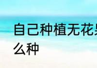 自己种植无花果树怎么种 无花果树怎么种