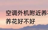 空调外机附近养花好么 空调外机附近养花好不好