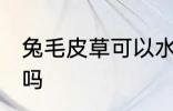 兔毛皮草可以水洗吗 兔毛皮草能水洗吗