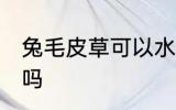 兔毛皮草可以水洗吗 兔毛皮草能水洗吗