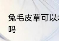 兔毛皮草可以水洗吗 兔毛皮草能水洗吗