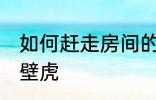 如何赶走房间的壁虎 怎么赶走房间的壁虎