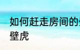 如何赶走房间的壁虎 怎么赶走房间的壁虎