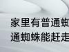 家里有普通蜘蛛需要赶走吗 家里有普通蜘蛛能赶走吗