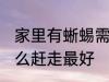 家里有蜥蜴需要赶走吗 家里有蜥蜴怎么赶走最好