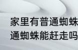 家里有普通蜘蛛需要赶走吗 家里有普通蜘蛛能赶走吗