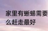 家里有蜥蜴需要赶走吗 家里有蜥蜴怎么赶走最好
