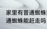 家里有普通蜘蛛需要赶走吗 家里有普通蜘蛛能赶走吗