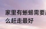 家里有蜥蜴需要赶走吗 家里有蜥蜴怎么赶走最好