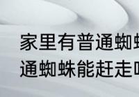 家里有普通蜘蛛需要赶走吗 家里有普通蜘蛛能赶走吗