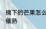 摘下的芒果怎么催熟 摘下的芒果如何催熟