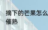 摘下的芒果怎么催熟 摘下的芒果如何催熟