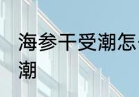 海参干受潮怎么办 如何解决海参干受潮